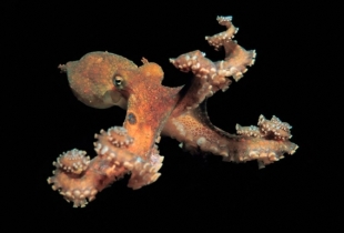 The octopus genome offers clues to how the creatures evolved intelligence to rival the craftiest vertebrates.