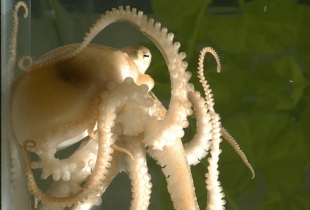 A juvenile California two-spot octopus displaying her flexible, sucker-lined arms.