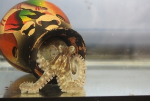 A young Octopus bimaculoides peers out of her den.