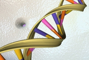 This undated handout illustration shows the DNA double helix (AFP Photo) / AFP